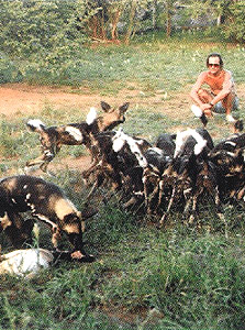 African Hunting Dogs - Being raised in Mkomazi Game Reserve
