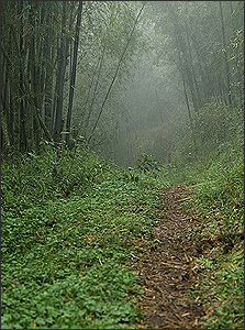Forest Trail in Kitulo National Park