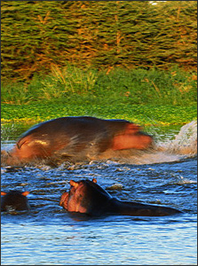 Hippo Pool - Lake Manyara National Park
