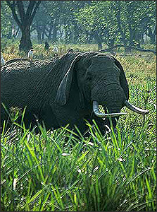 elephant in the ngorongoro crater