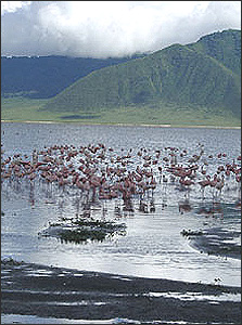 flamingos in the ngorongoro crater