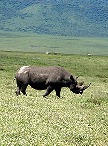 rhino in the ngorongoro crater