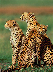 Cheeters in Serengeti National Park