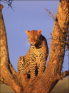 leopard in Serengeti National Park
