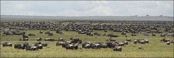 the serengeti plains