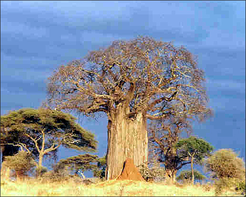 baobab in Tarangire National Park